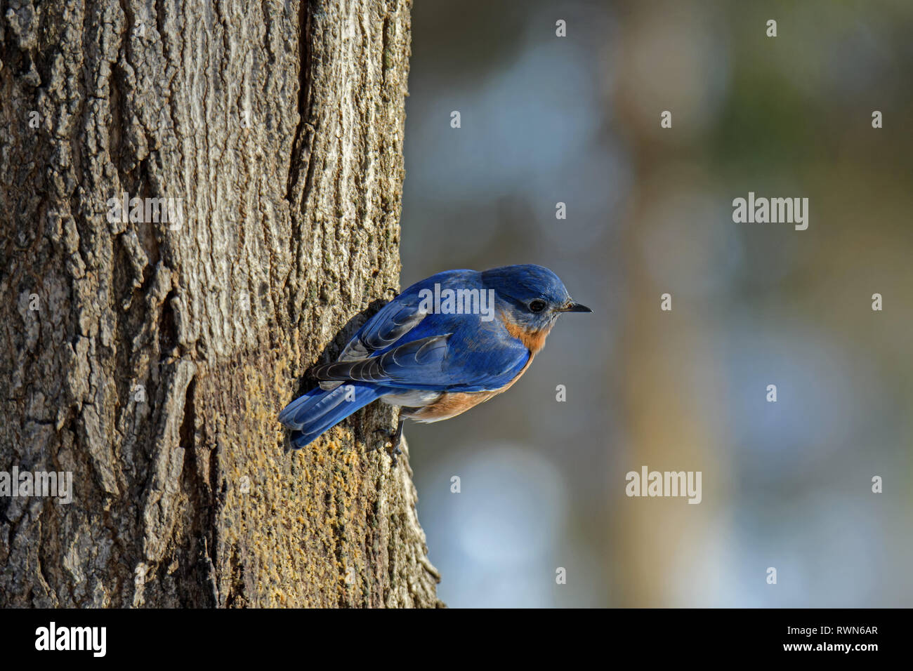 Eastern Bluebird appollaiato sulla corteccia di zucchero di acero nel tardo pomeriggio di sole in una fredda giornata invernale e. Foto Stock