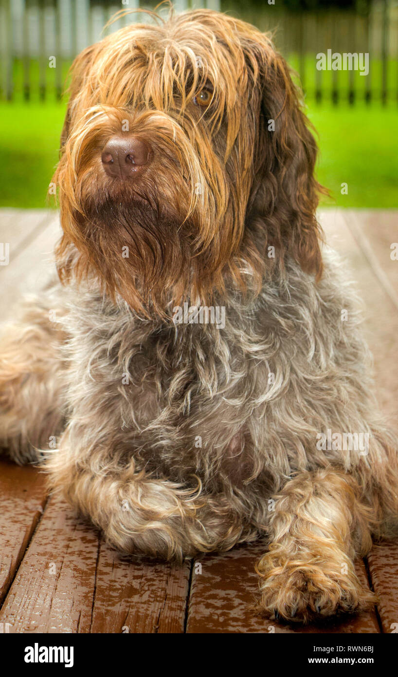 Il marrone ed il grigio di modellazione del cane sotto la pioggia Foto Stock