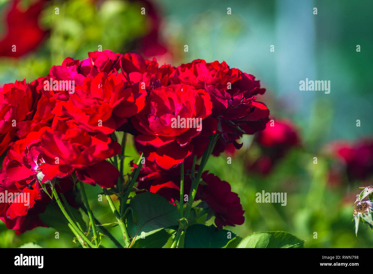 Red Rose fiore su sfondo verde. La natura. Foto Stock