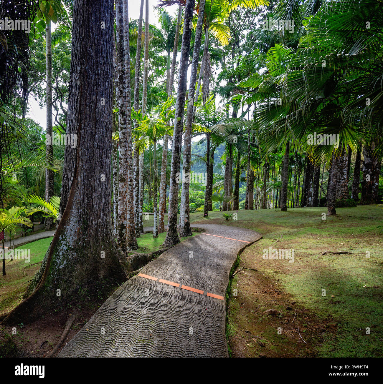 Balata tropicale giardino. La Balata è un giardino botanico situato sulla Route de la balata circa 10 km fuori Foto Stock