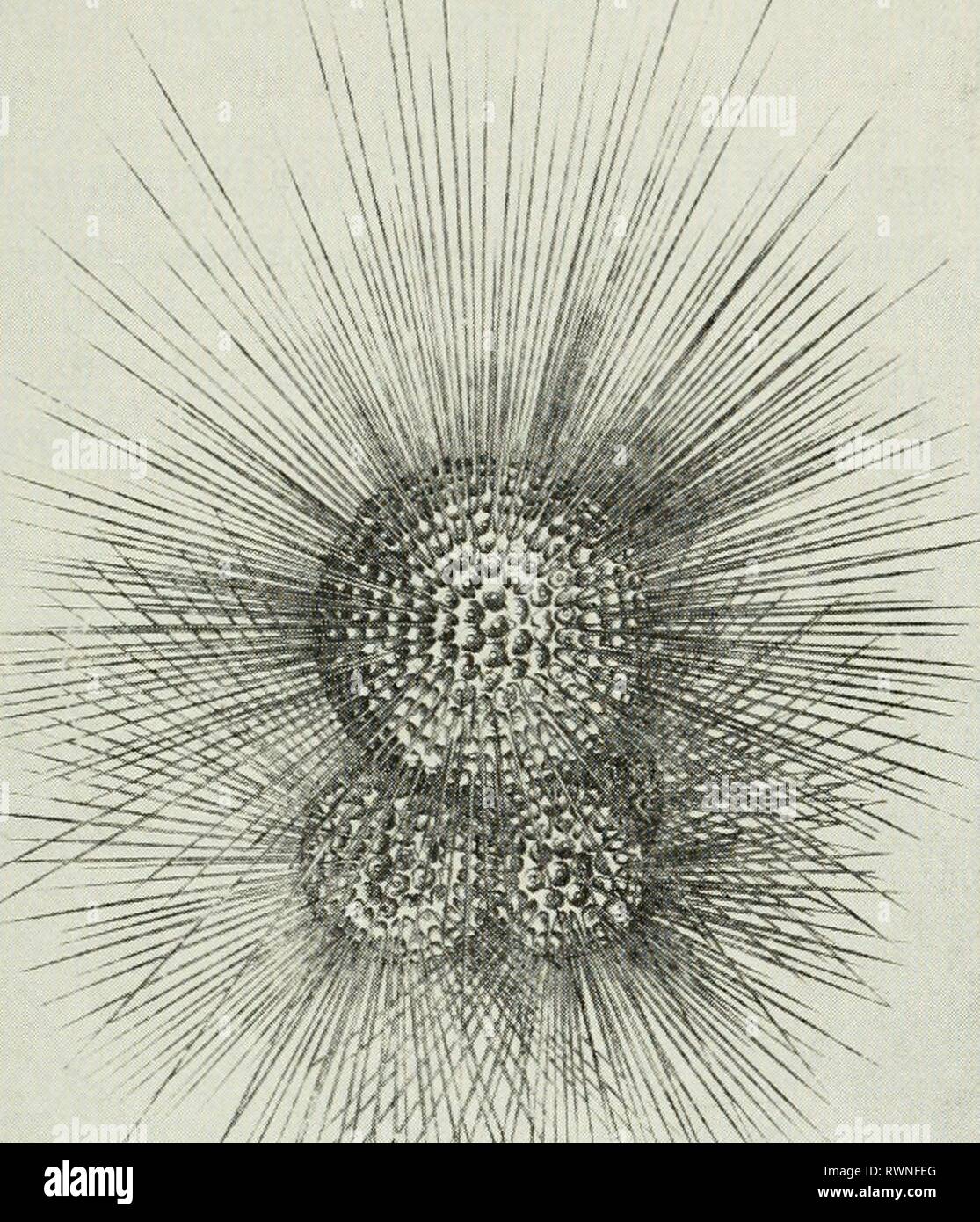 Elementi di ecologia (1954) Elementi di ecologia elementsofecolog00clar Anno: 1954 Esistenza di plancton 39 Murray e Hjort 1911 copyright Macmillan & Co. Fig. 2.7. Globigerina buUoides, un protozoo planctonici appartenenti alla fine i foraminiferi. Il più grande campo del guscio è di circa 0,5 mm di diametro. Tabella 1 Confronto dei tassi di affondamento di tre tipi di plancton organismi con quelle di sabbia sferiche e particelle di limo lunghezza o diametro velocità di affondamento (millimetri) (metri al giorno) grano di sabbia 1.0 8600. Copepod {Calarms) 3.0 576. Particelle di limo 0,01 14 5 Diatomea {NUzschia) 0.0^&GT;0 0.0 Foto Stock