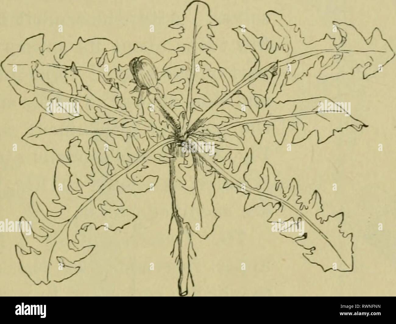 Elementi di botanica (1896) Elementi di botanica elementsofbotany00berg Anno: 1896. Gli steli. 45 il trifoglio bianco, il tarassaco, il spurges, il nodo-erba, e hundi-eds di altri tipi di piante hanno trovato la sicurezza in abbracciando la terra. 68. Arrampicata e Tivininr/ Steins}-poiché è essenziale per la salute e la rapida crescita della maggior parte delle piante che essi dovrebbero avere libero accesso al sole ed aria, non è strano che molti dovrebbero ricorrere a particolari dispositivi per il sollevamento di loro- se stessi al di sopra dei loro vicini. In foreste tropicali, dove le tenebre dell'ombra ovunque sotto le cime degli alberi è così grande che Foto Stock