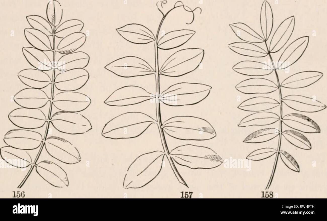 Gli elementi di botanica per gli elementi di botanica per i principianti e per le scuole elementsofbotany00grigio Anno: 1887 sezione 7.] lascia ordinario. 57 ecc., fino a molti-loljctl molti-schisi o maltijhl, ecc. La stessa modalità di ex- pression può essere usato pellicce pinnately lubrificate foglie, come pinnately l-lobal, -d-M, -parted, ecc. 145. Le divisioni, i lobi, ecc., possono essi stessi essere intero (senza denti o tacche), o dentellatura, o altrimenti dentato o incisa; o lobata, schisi, parted, ecc.: in quest'ultimo caso facendo due volte pinnatiji/l, twicepalmately o pinnately TUBO//, parte// o diviso in foglie, ecc. Dal Foto Stock