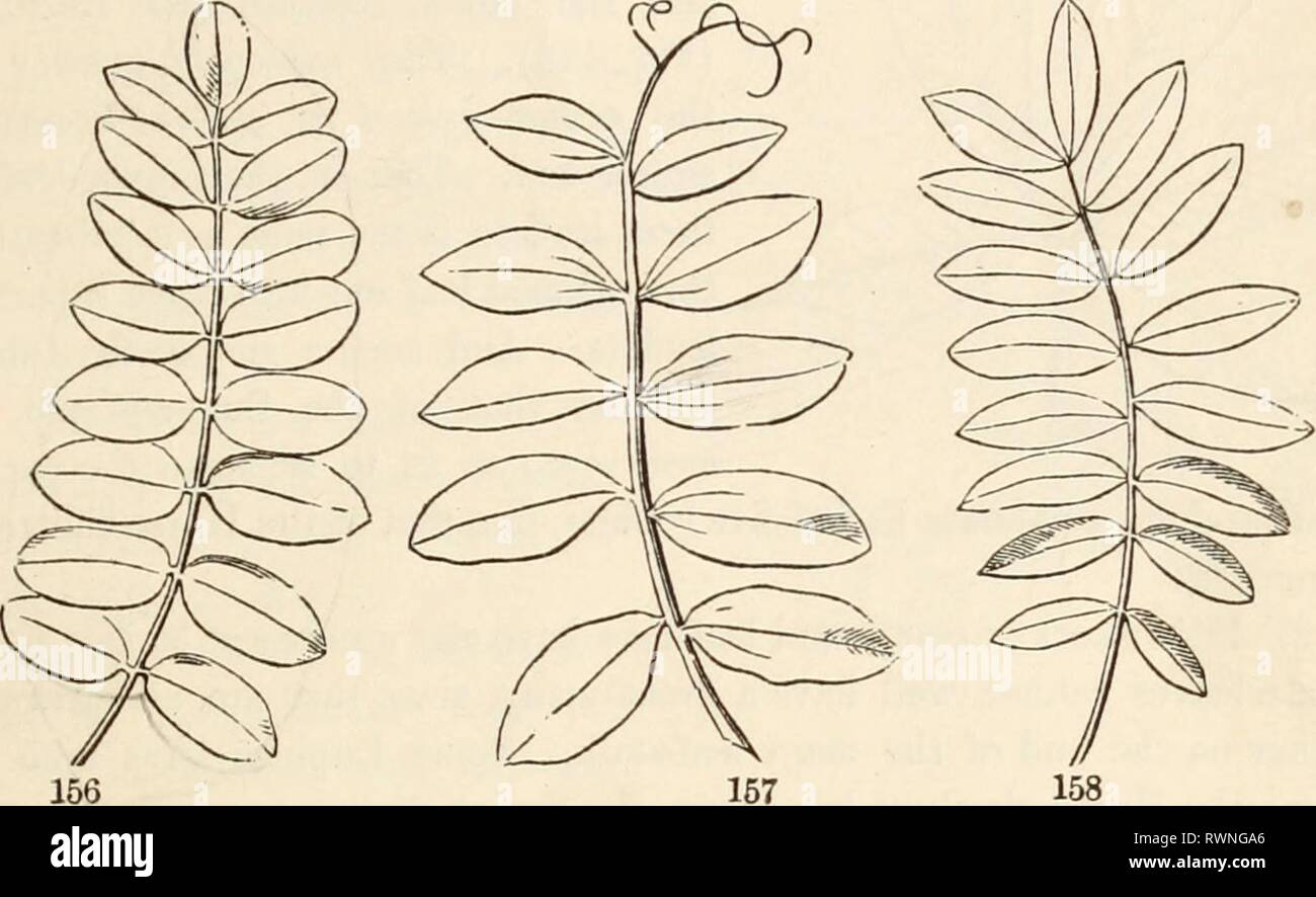 Gli elementi di botanica per gli elementi di botanica per i principianti e per le scuole elementsofbotany00grayuoft Anno: [1887] SEZIONE 7.] lascia ordinario. 57 ecc., fino a molti-lobate, molti-schisi o muUiJid, ecc. La stessa modalità di ex- pression può essere usata per pinnately lobati e foglie, come pinnately T-lobate, -schisi, -parted, ecc. 145. Le divisioni, i lobi, ecc., possono essi stessi essere intero (senza denti o tacche), o dentellatura, o altrimenti dentato o incisa; o lobata, schisi, parted, ecc.: in quest'ultimo caso facendo due volte pinnatifid, due volte palmately o pinnately lobata, parted o diviso in foglie, ecc. Prom t Foto Stock