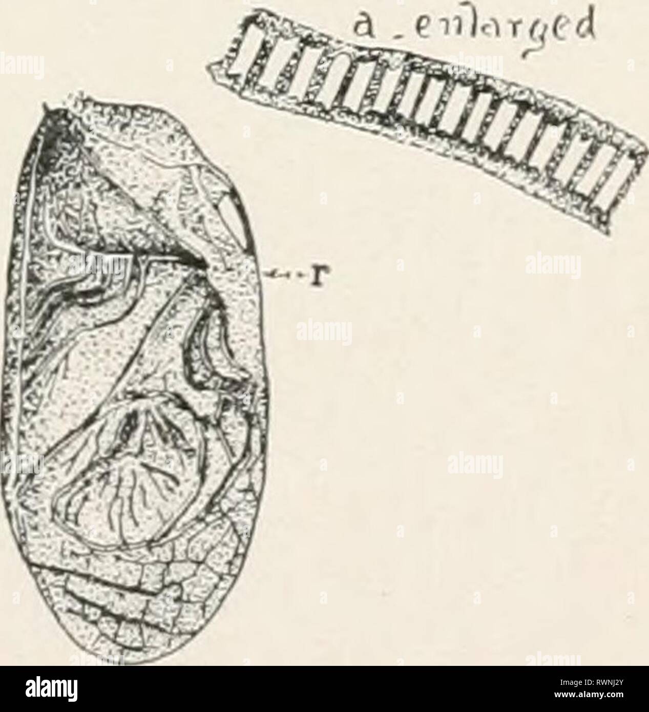 Studi elementari nella vita di insetto studi elementari nella vita di insetto elementarystudie00hunt Anno: 1902 LO SPECIALE SK.SF:S audio. Le antenne possono essere considerati, poi, di avere al loro interno le tre classi di nervi: nervi di toccare, di odore e di audizione. Produzione del suono.- Gli insetti non hanno voce vera. Abbiamo tutti familiarità con acuto grido della cicala o harvest-fly, la canzone del katydid e il pigolio di cricket. Queste sono senza dubbio le chiamate ad altri individ- uals della stessa specie. La cicala produce il suo pierc- ing note da una coppia di membrane su sotto il lato di Flic di base Foto Stock