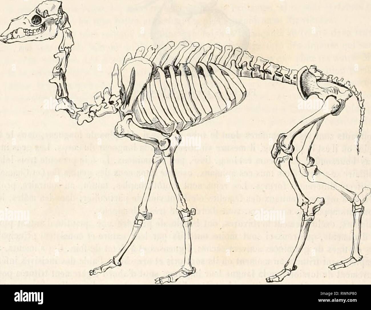 Encyclopédie d'histoire Naturelle; ou, Traité EncyclopÃ©morire d'histoire Naturelle; ou, TraitÃ© complet de cette science d'aprÃ¨s les travaux des naturalistes les plus Ã©minents de tous les pays et de toutes les Ã©poques: Buffon, Daubenton, LacÃ©Pí¨de, G. Cuvier, F. Cuvier, Geoffroy Saint-Hilaire, Latreille, De Jussieu, Brongniart, ecc ecc encyclopdiedhi06chen Anno: [1850?-1861?] ce Histoire Naturelle. nouveau; mais, au l)a.s ilc l'Åsopliage, rouverture de la panse se Ironve fermÃ©e, cl celle dn cofano est ouverte; le bol perfectionnÃ© y entre pour Ãªtre transmis, un peu plus tard, au troisiÃ" Foto Stock