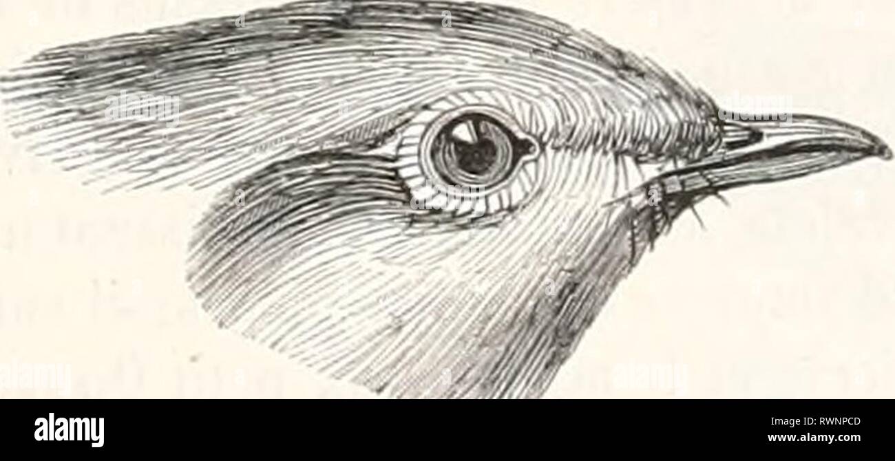 Encyclopédie d'histoire Naturelle; ou, Traité EncyclopÃ©morire d'histoire Naturelle; ou, TraitÃ© complet de cette science d'aprÃ¨s les travaux des naturalistes les plus Ã©minents de tous les pays et de toutes les Ã©poques: Buffon, Daubenton, LacÃ©Pí¨de, G. Cuvier, F. Cuvier, Geoffroy Saint-Hilaire, Latreille, De Jussieu, Brongniart, ecc ecc encyclopdiedhi04chen Anno: [1850?-1861?] Fig. 57. Â Argye bridÃ©e. 15â ¢ GENERE. Â ROUGE-Gorge. RUBECULA. (Rremh, 1828.) CARACTÃRES GÃNÃRIQUES. Bec mÃ©diocre, moins lungo que la tÃªle, tÃ©ã§iÃ¨remenl courbÃ© de la base, qui est ã§iarnie de quelques poils, h ta Foto Stock
