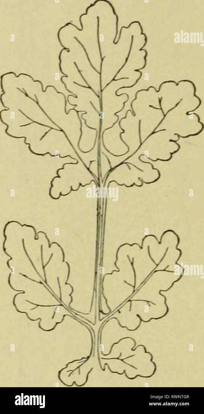 Elementi di botanica (1896) Elementi di botanica elementsofbotany00berg Anno: 1896. Fig. 68. • Palmately Netted-Veined foglia di melone. Fig. 69. - Pinnately diviso foglia di celandine. La lama di balestra è discontinua, costituito da più porzioni tra le quali sono gli spazi in cui nessuna parte della lama è stato sviluppato. Notare il modo in cui la metà del numero intero di piccioli sono ritorti e alcuni degli altri piegato per portare la superficie adeguata della foglia in alto verso la luce. Fare dei bordi di queste foglie mostrano grandi spazi tra di essi rispetto alle foglie di olmo ha fatto, cioè sarebbe uno spruzzo di Foto Stock