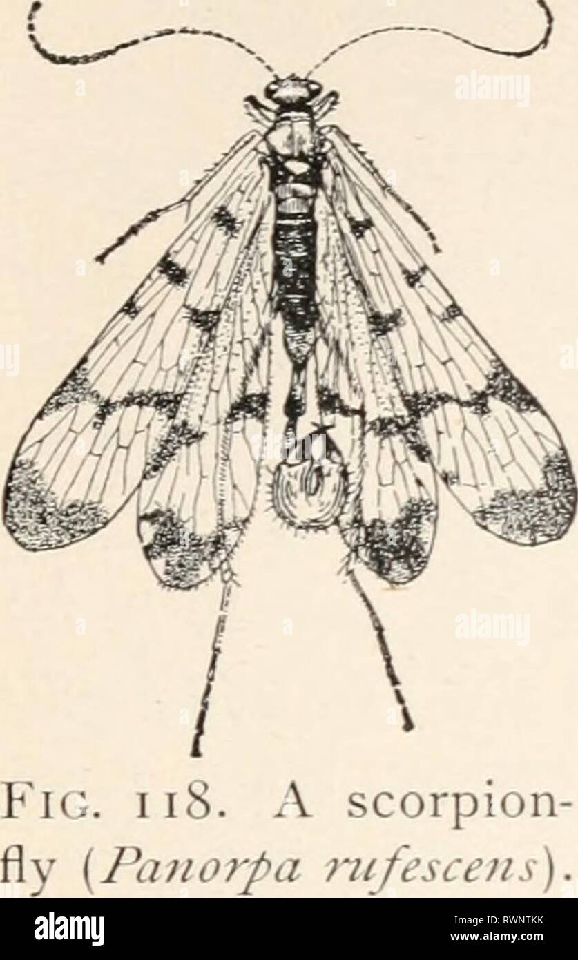 Entomologia elementare ([c1912]) elementare entomologia elementaryentomo00sabbia Anno: [c1912] il nervo-insetti alati 93 oro, da cui essi sono a volte chiamati golden-occhi. Le larve si nutrono non solo sulla pianta-pidocchi, ma su qualsiasi soft corposo insetti che possono sopraffare, o sulle morbide uova di insetto, e non di rado attaccare la propria specie. Gli adulti sembrano fullv consapevoli di questi canni- j balistic gusti, per essi stabilire il piccolo le uova bianche sui peduncoli circa mezzo pollice alto e il loro collocamento fuori della portata delle larve. In indisturbato polvere sotto un vecchio capannone, o sotto le scogliere, Foto Stock