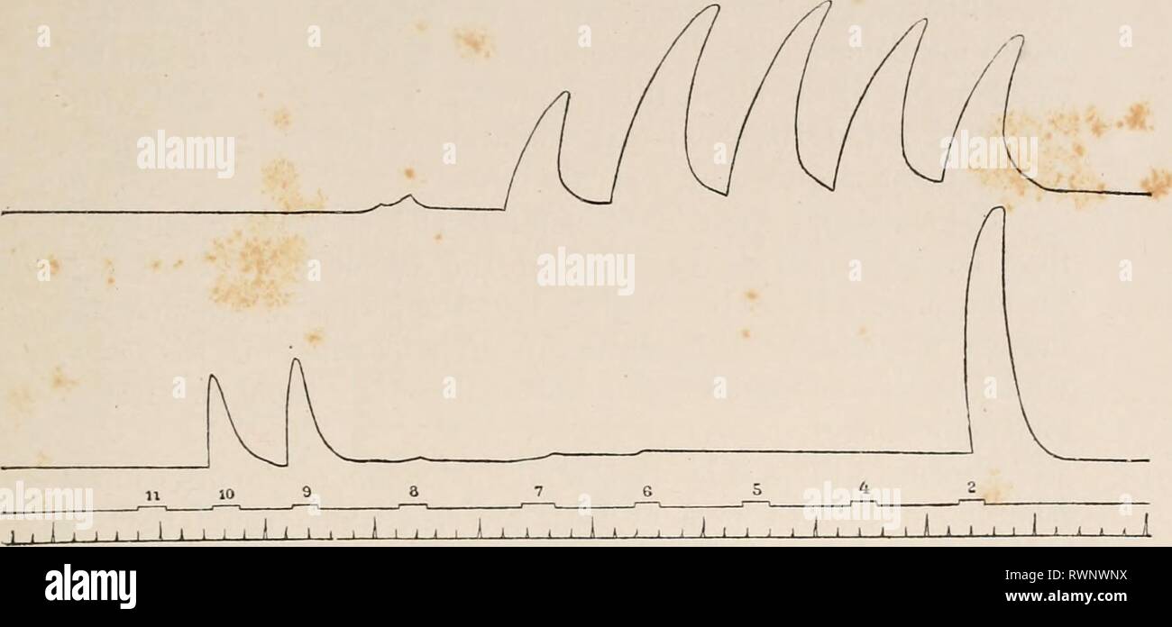 Elettro-fisiologia (1896-98) Elettro-fisiologia electrophysiolog02bied Anno: 1896-98 VIII la conducibilità e la eccitabilità del nervo 99 un periodo neutro, nel senso stretto della parola, non sempre è dimostrabile, e di solito non esiste, nel senso di un intervallo di intensità di corrente a cui né dà muscolare FIG. 165.-curve di contrazione del muscolo adduttore (superiore) e muscolo abductor (inferiore) della Cray- pesci artiglio, eccitati dal nervo comune con crescente forza di induzione tetanising correnti. Le figure contrassegnare la distanza della bobina in centimetri. qualsiasi segno di risposta. Vi è un Foto Stock