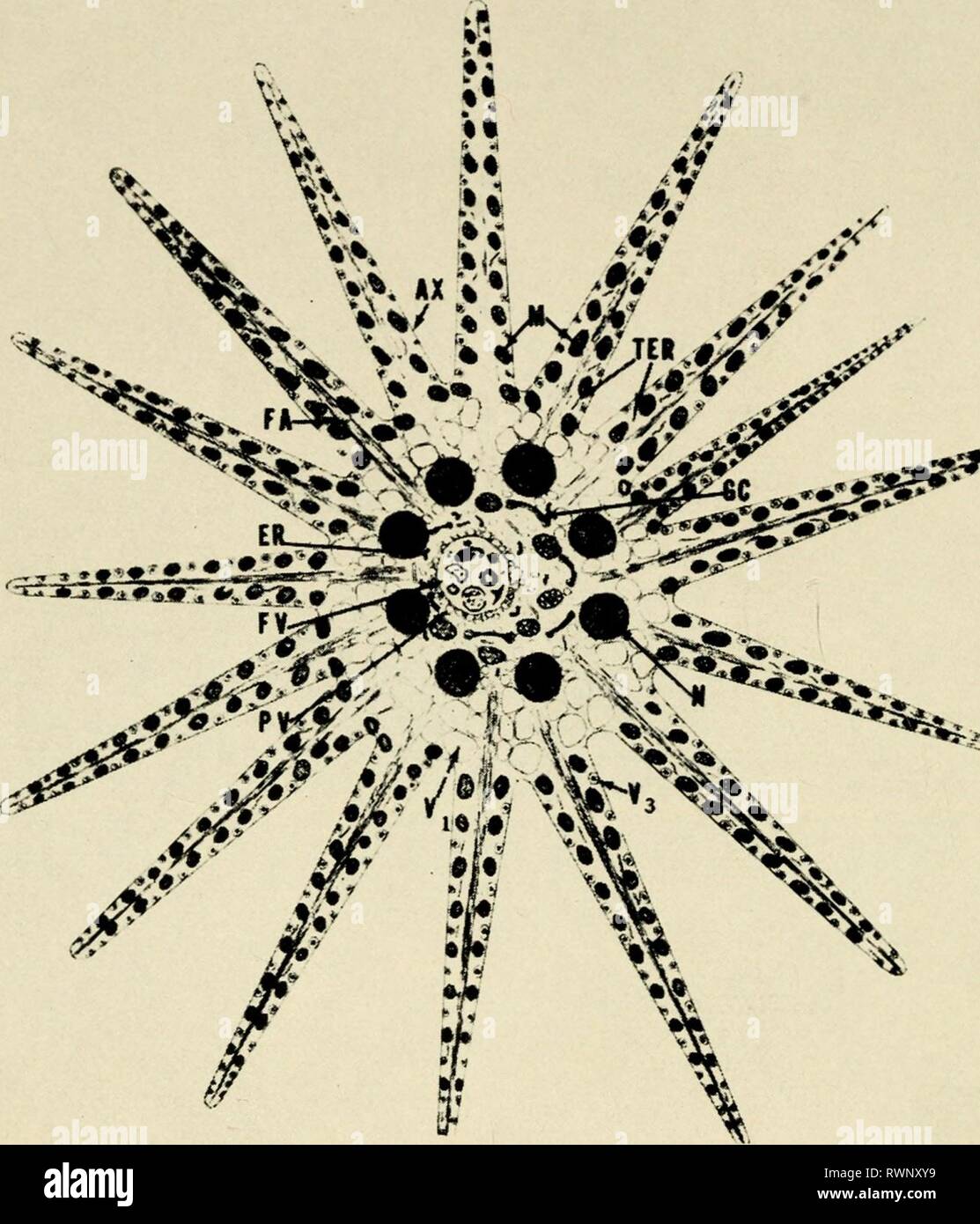 Elettron-struttura microscopica di protozoi (1963) di elettroni struttura microscopica di protozoi electronmicrosco00pite Anno: 1963 y / ax *'"] &gt;W J? " I7V}%%%%%%%%%%%%%%%%j&F &lt;*? Text-figura 4. Disegno schematico di Actinosphaerium nudeofihtni. AX, axopodium; ER, reticolo endoplasmatico granulare; FA, filamenti di stelo assiale; FV, cibo vacuolo, GC, nel complesso del Golgi; M, mitocondri; N, nucleo; PV, pinocitosi vescicole cibo circostante vacuolo; TER, canalicoli liscia del reticolo endoplasmatico; V1S non-vacuoli contrattili di ectoplasm (non mostrato sul axopodia); V3, vescicole contenenti granulo denso Foto Stock