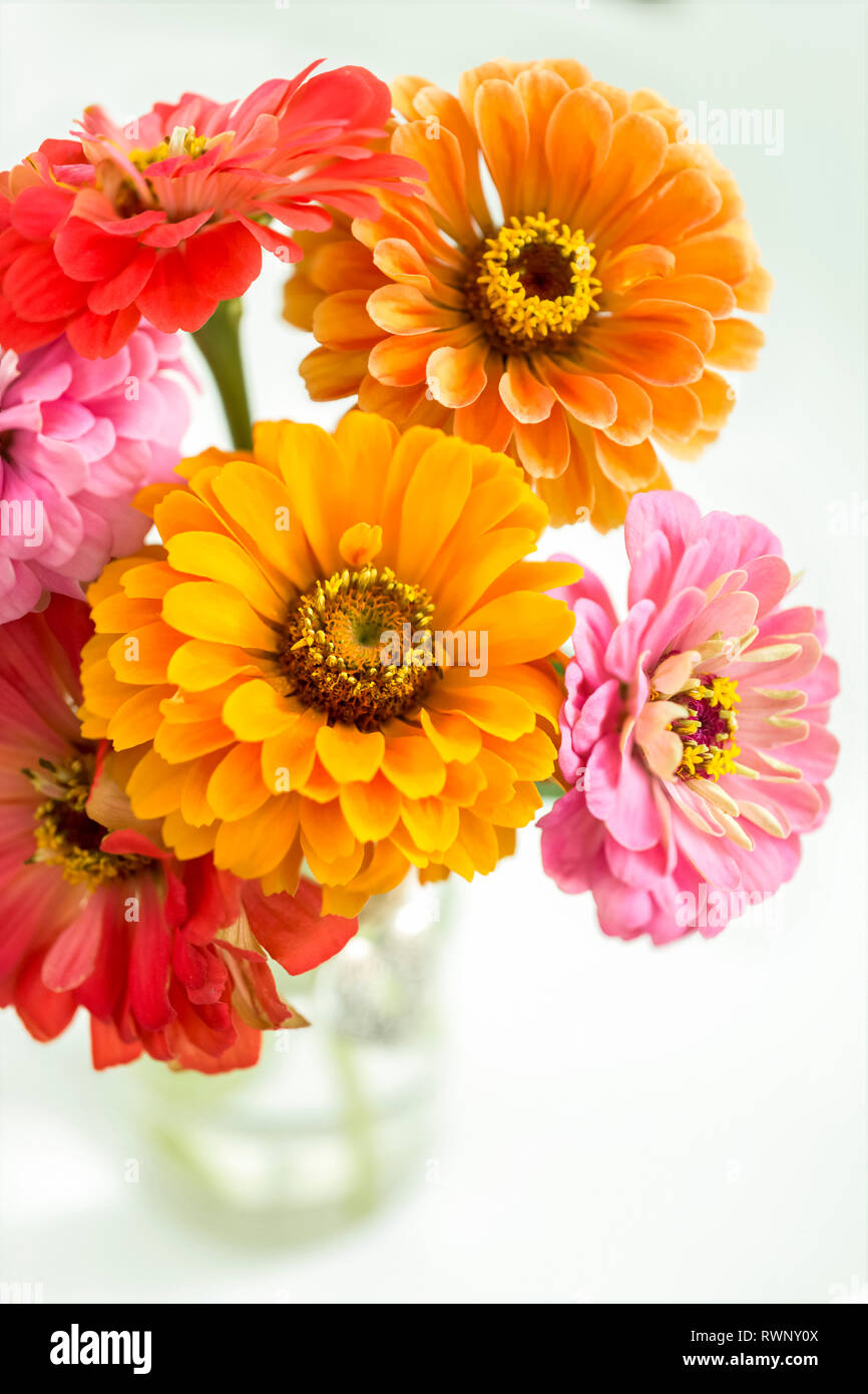 Coloratissimo bouquet di fiori zinnia Foto Stock