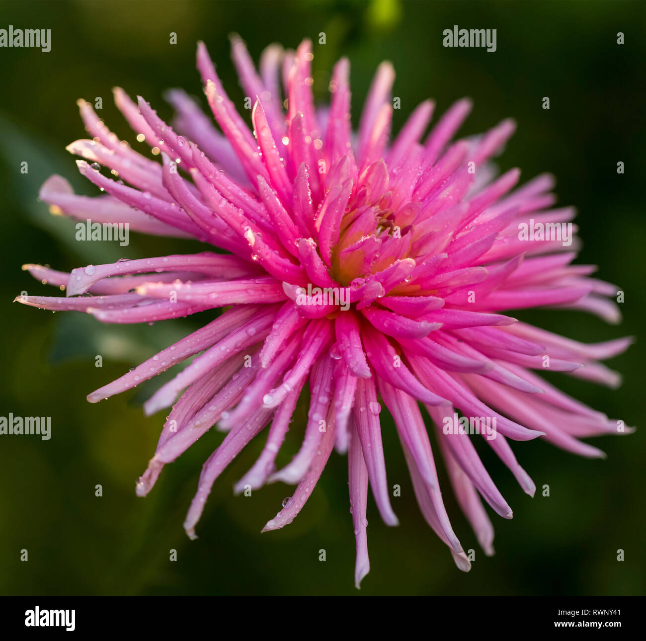 Fiore rosa con gocce di rugiada in un giardino a sunrise; British Columbia, Canada Foto Stock