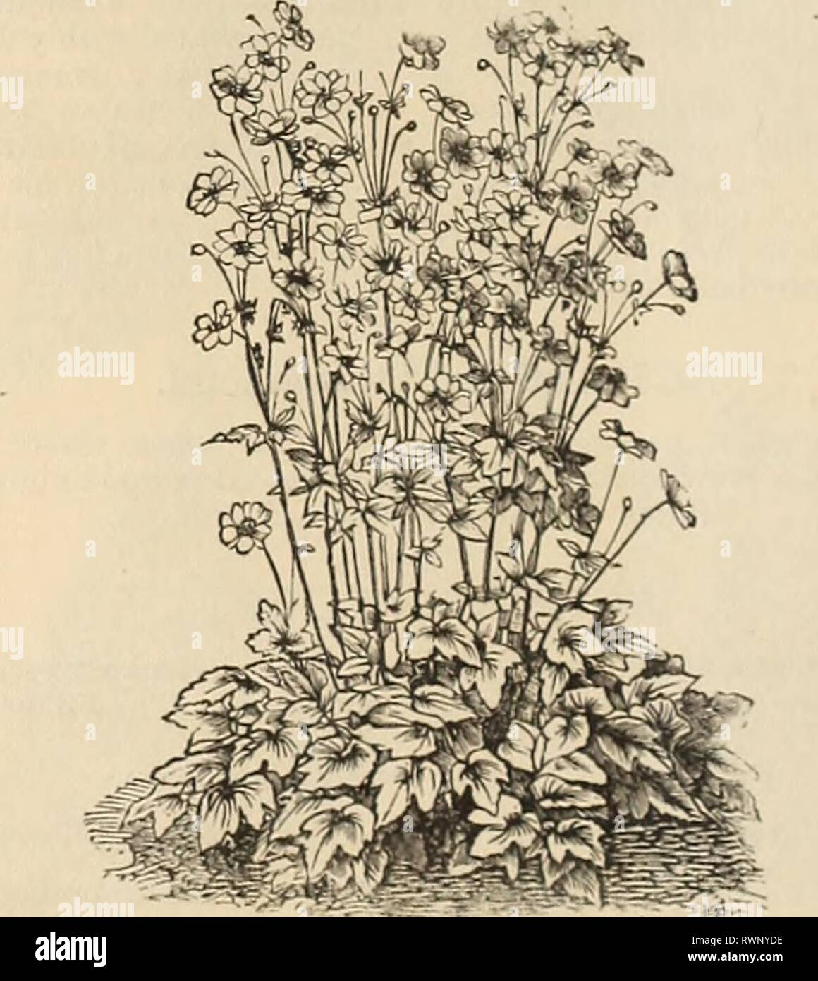 Ellwanger & Barry catalogo di Ellwanger & Barry catalogo di green-house e hot-house piante, selezionare piante di biancheria da letto, crisantemi, dalie, &c. ellwangerbarrysc1878ellw Anno: 1878 10 ELLWANGER db a BARRY AGERATUM. Frondose bloomers, vistosi estate piante decorative per bordi e concentrate. Admir- abilmente adatto per il pot di cultura. Priceâ2.5 centesimi ciascuna ; $2.25 per dozzina. MexicanumâFlowers azzurro. Mexicanum variejjatuiiiâFoliage variegata di verde e bianco. ALOYSIA citriodora. Ben noto come il "profumo di limone verbena.' apprezzato per la sua chioma fragrante. Pbioeâ30 centesimi ciascuna ; $3.00 per dozzina. Foto Stock