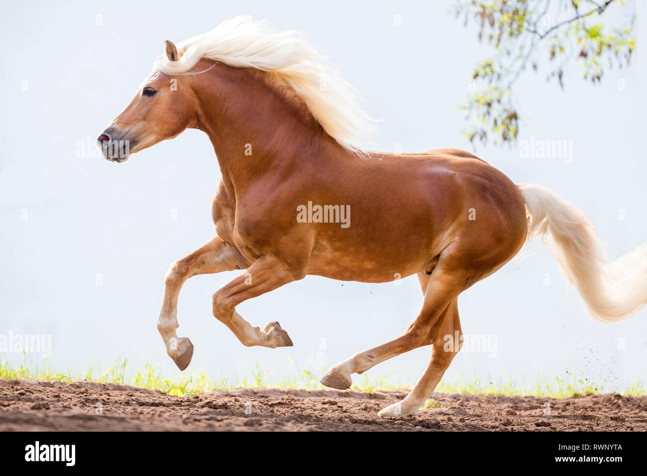 Cavalli di Razza Haflinger. Adulto stallone in un galoppo in un paddock. Alto Adige, Italia Foto Stock