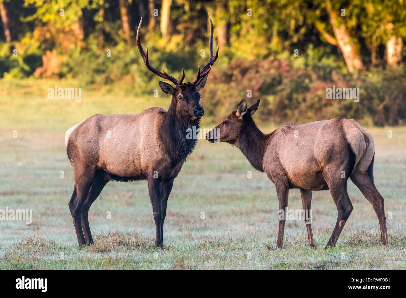 Una coppia di Roosevelt Elk (Cervus canadensis roosevelti) condividono il telaio a Jewell Prati Area faunistica; Jewell, Oregon, Stati Uniti d'America Foto Stock