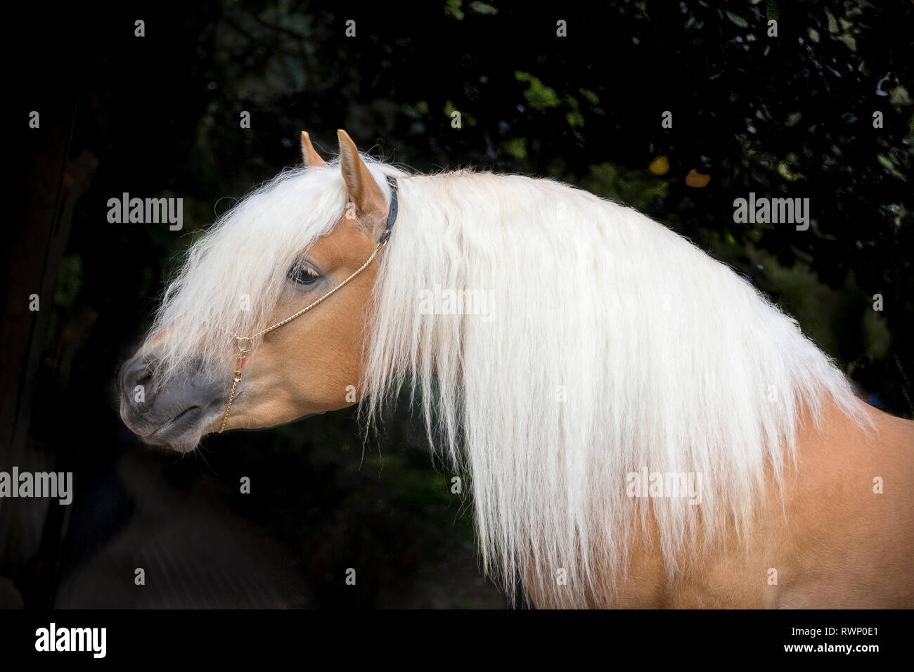 Cavalli di Razza Haflinger. Ritratto di adulto stallone contro uno sfondo nero. Alto Adige, Italia Foto Stock