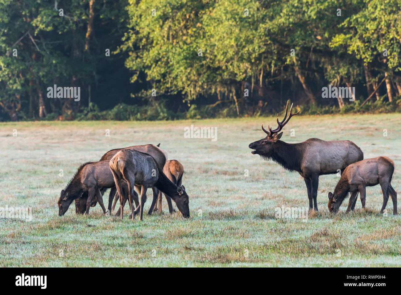 Una mandria di Roosevelt Elk (Cervus canadensis roosevelti) godendo la mattina a Jewell Prati Area faunistica; Jewell, Oregon, Stati Uniti d'America Foto Stock