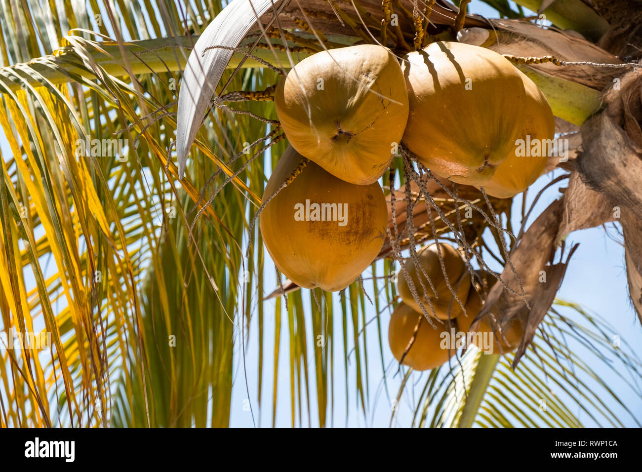 Noci di cocco che cresce su un albero di cocco (Cocos nucifera); Huatulco, Oaxaca, Messico Foto Stock