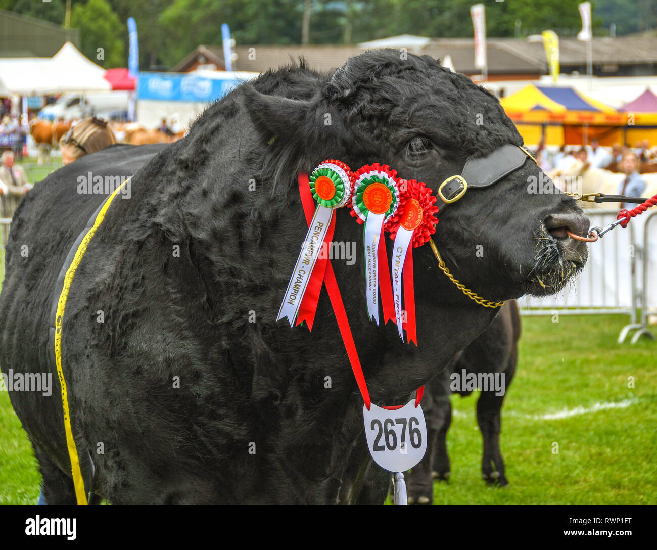 BUILTH WELLS, GALLES - Luglio 2018: Champion black bull con rosette presso il Royal Welsh Show a Builth Wells. Foto Stock