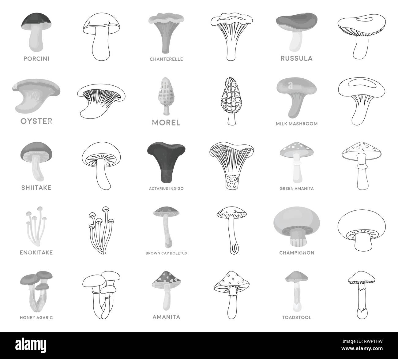 Actarius,agaric,amanita,l'arte,boletus,marrone,cap,champignon,chanterelle,raccolta,delicatezza,design,enokitake,cibo,forest,verde,miele,icona,immagine,indigo,isolato,logo,mashroom,latte,monocromatico, delineano,morel,oyster,impianto,porcini,prodotto,russula,impostare,i funghi shiitake,il simbolo,toadstool,tartufo,vettore,web, Vettori vettore , Illustrazione Vettoriale