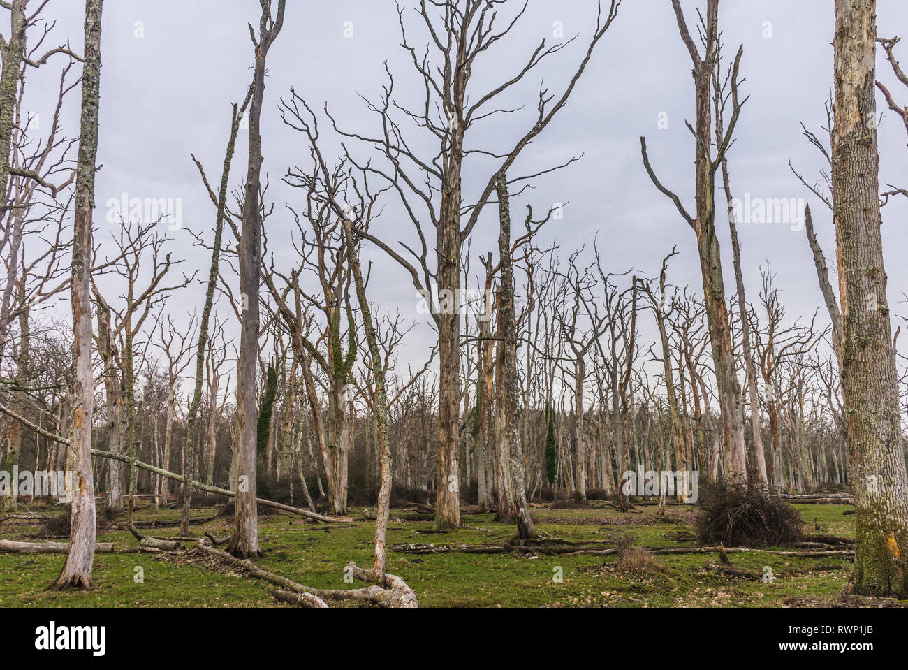 Dead Oak tree forest in New Forest National Park, Hampshire, Inghilterra, Regno Unito Foto Stock