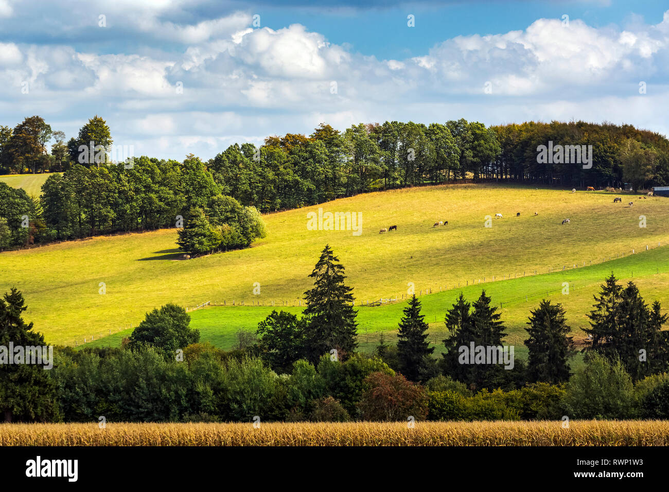 Soleggiato pendio di rotolamento con il pascolo di bestiame e cielo blu con nuvole, a ovest di La Roche-en-Ardenne; Belgio Foto Stock