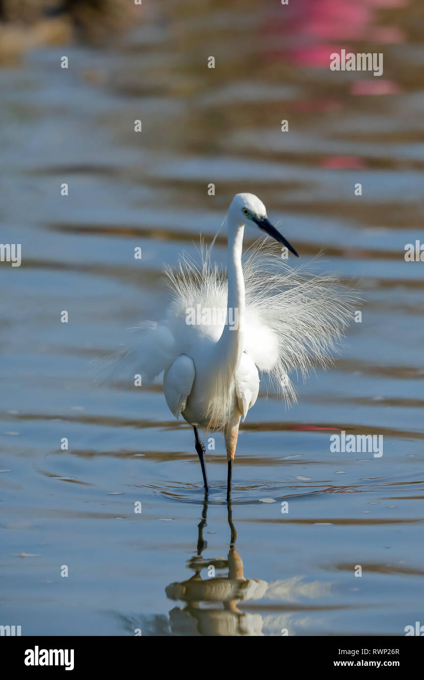 Una garzetta la pesca Foto Stock