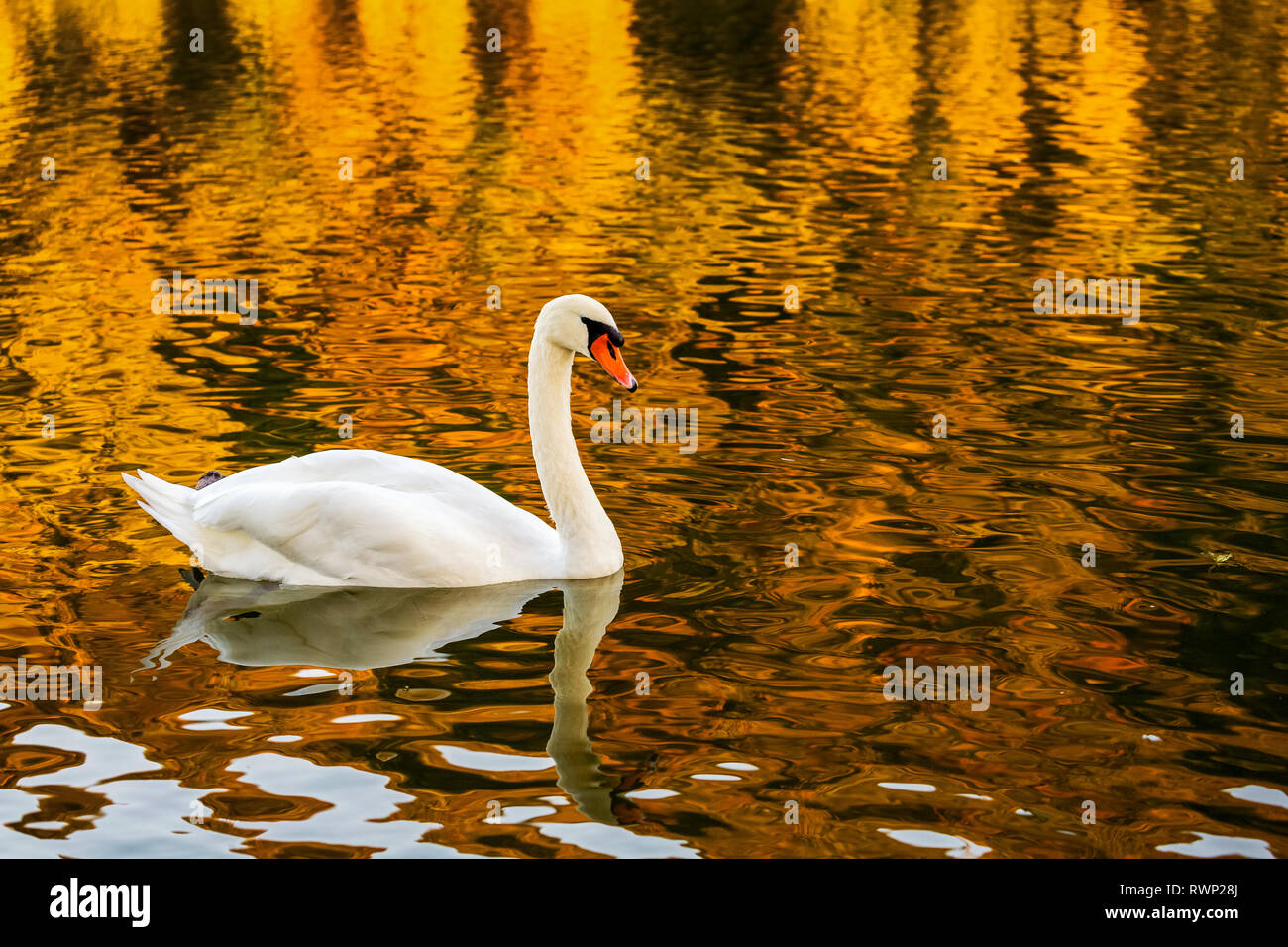 Un White Swan (Cygnus) in un fiume con un colorato golden riflessione; Bernkastel, Germania Foto Stock