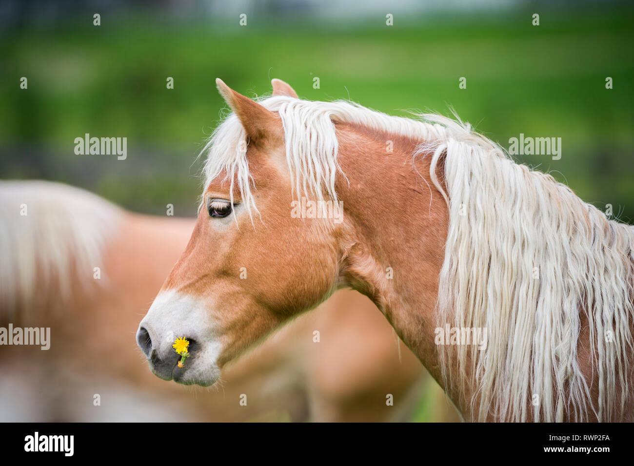 Cavalli di Razza Haflinger. Ritratto di novellame di stallone, mangiare fiori gialli. Alto Adige, Italia Foto Stock