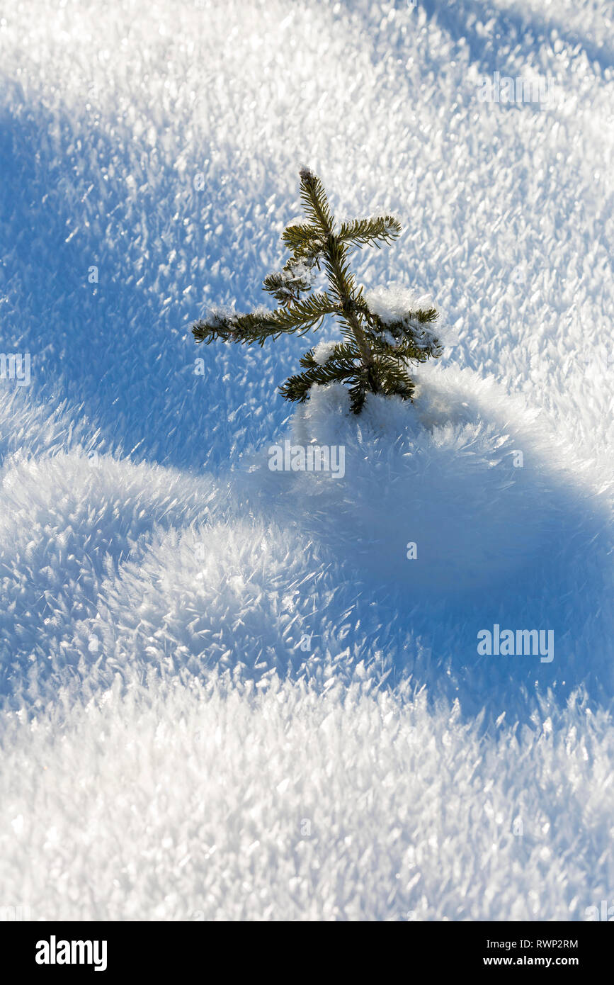 Close-up di un piccolo albero sempreverde in un unico spike gelido manto di neve; Kananaskis Country, Alberta, Canada Foto Stock