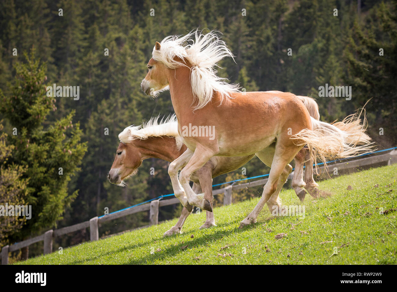 Cavalli di Razza Haflinger. Due adulti mares giocando su un prato. Alto Adige, Italia Foto Stock