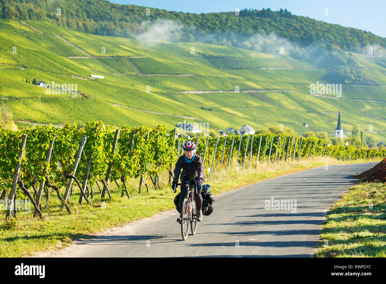 Ciclista femmina lungo la vigna percorso in bicicletta con filari di viti e ripida collina vigneti in background, vicino Piesport; Germania Foto Stock