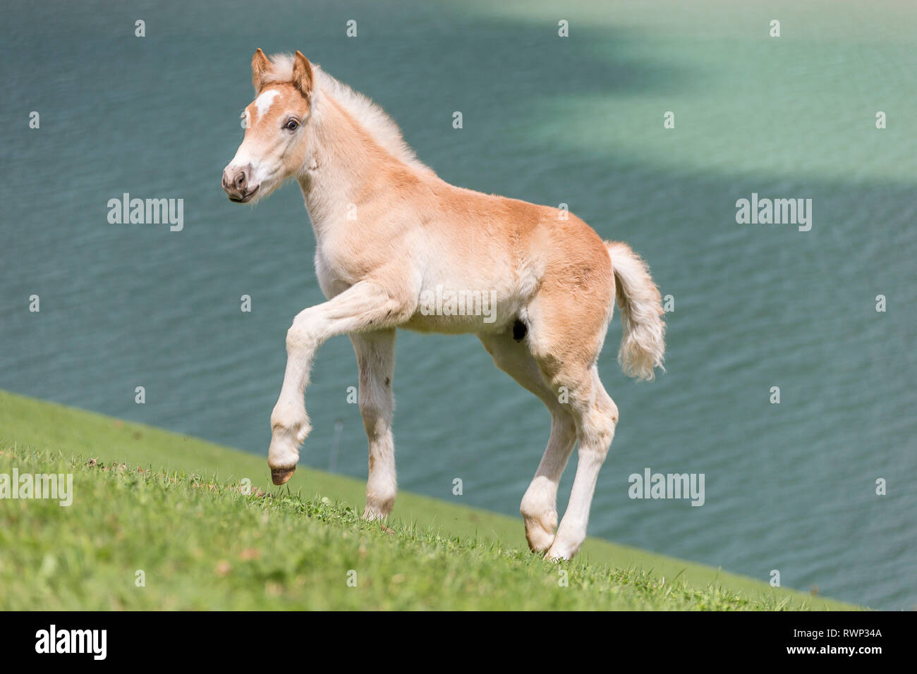 Cavalli di Razza Haflinger. Puledra-puledro a piedi su un pendio erboso accanto a un lago. Alto Adige, Italia Foto Stock
