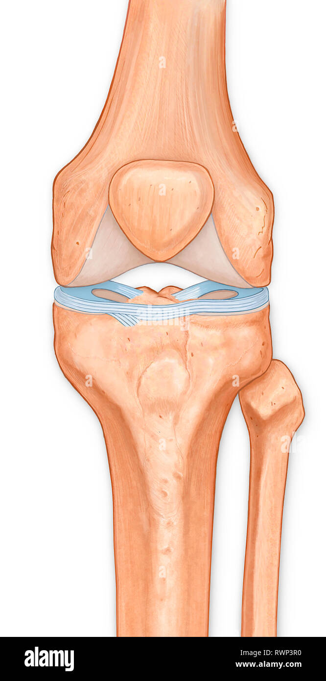 Illustrazione del ginocchio anteriore, una superficie articolare menisco Foto Stock