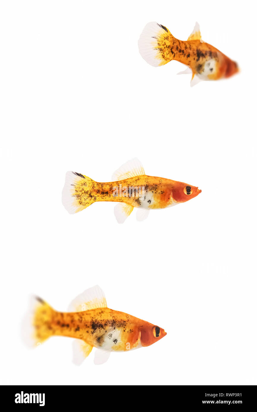 Tre femmine Calico swordtail pesce su uno sfondo bianco Foto Stock