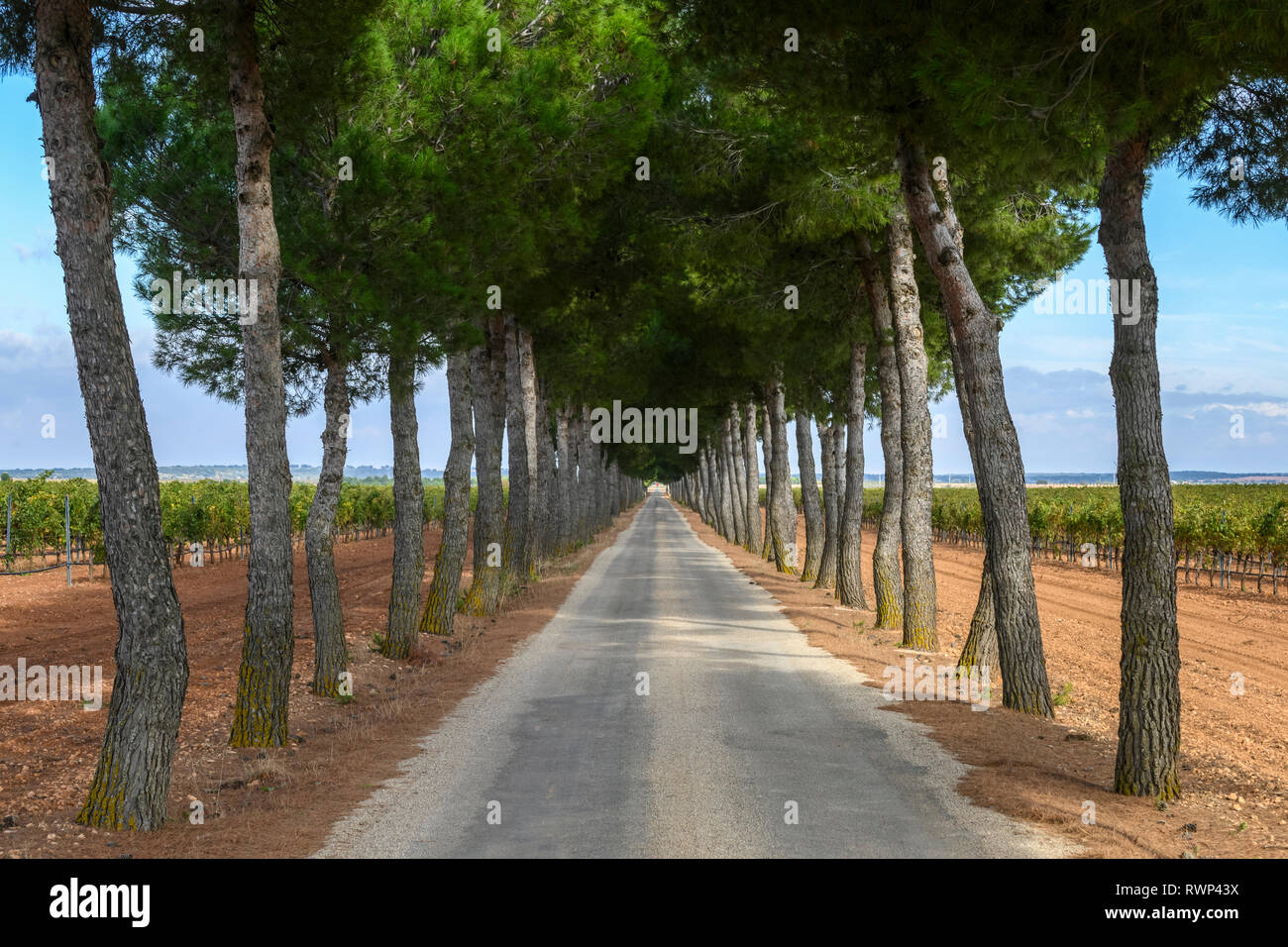 Un lungo rettilineo di paese strada fiancheggiata da alberi che si protende nella distanza con vigneti su entrambi i lati; Villarrobledo, provincia di Albacete, Spagna Foto Stock