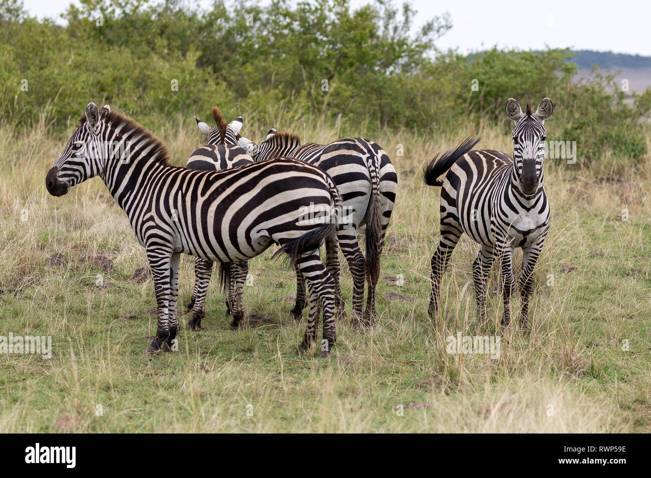 Le pianure zebre nel Masai Mara, Kenya, Africa Foto Stock
