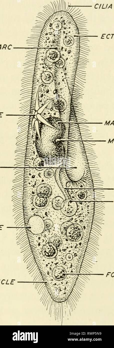 Elementi di biologia, con speciali elementi di biologia, con particolare riferimento al loro ruolo nella vita degli animali elementsofbiolog00buch Anno: 1933 Forme unicellulari 6^ (Fig. 17), può essere esaminata in dettaglio per illustrare le specializzazioni che appaiono come uno va dal semplice ameba a più tipi avanzati. Si è trovato in gran numero in decadendo materiale vegetale ed è facilmente coltivati in laboratorio. Se una manciata di erba secca ENDOSARC VACUOLO CONTRATTILE SCANALATURA ORALE VACUOLO CONTRATTILE PELLICOLE CILIA ECTOSARC MACRONUCLEUS GOLA DEL MICRONUCLEO CYTOSTOME CIBO VACUOLO Fig. 17.-^Para Foto Stock