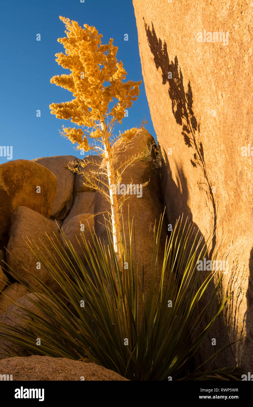 Parry's beargrass,Parry nolina, o gigante nolina, Nolina parryi, Joshua Tree National Park, California, Stati Uniti d'America Foto Stock