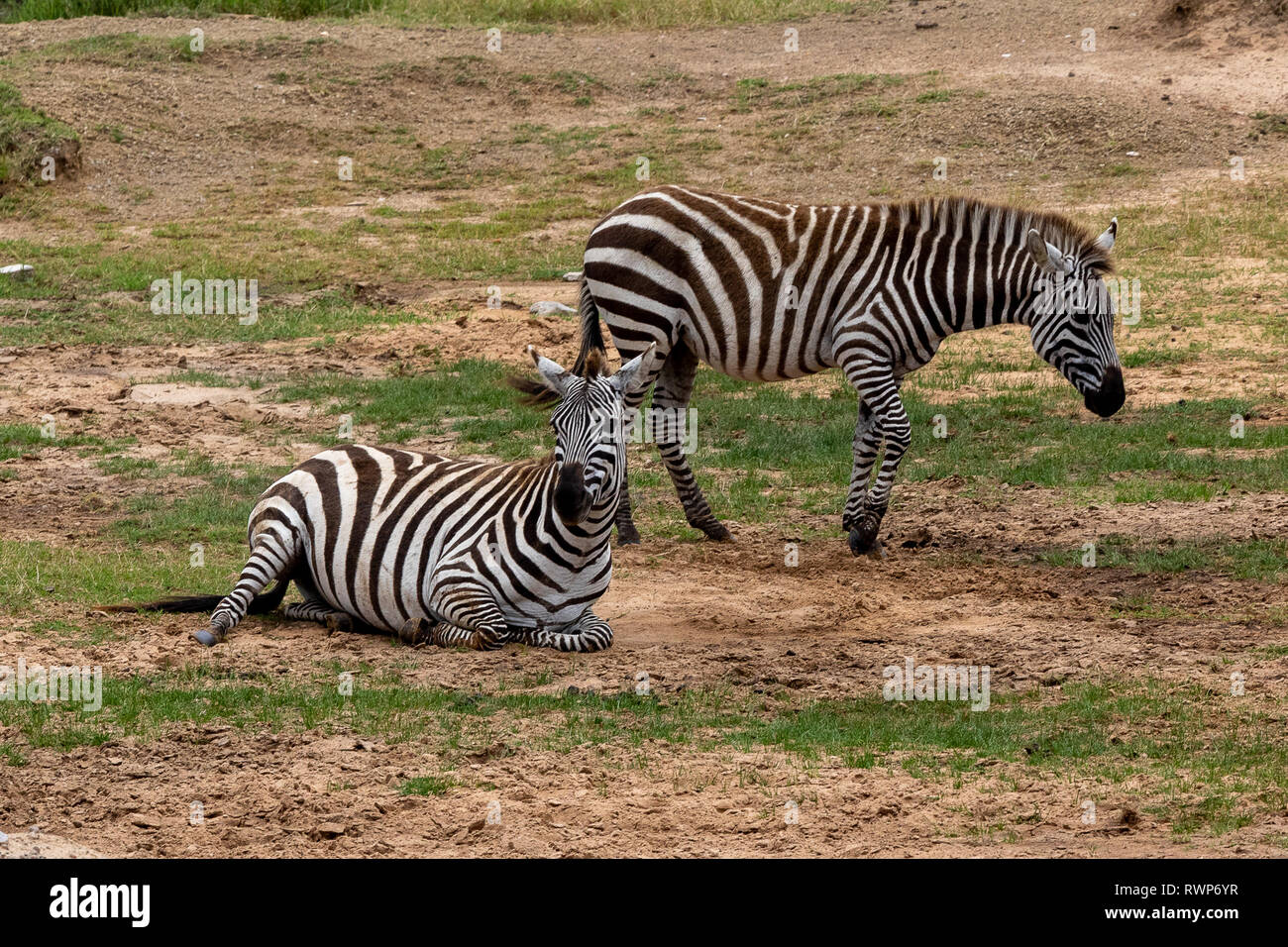 Le pianure zebre nel Masai Mara, laminazione in polvere, Kenya, Africa Foto Stock
