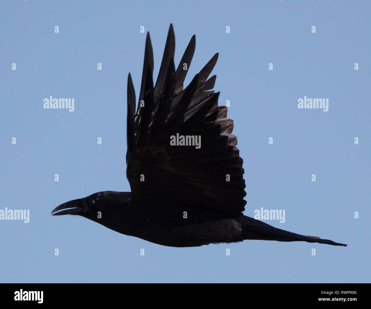 Vista laterale di un American crow (Corvus brachyrhynchos) volare con un cielo blu sullo sfondo Foto Stock