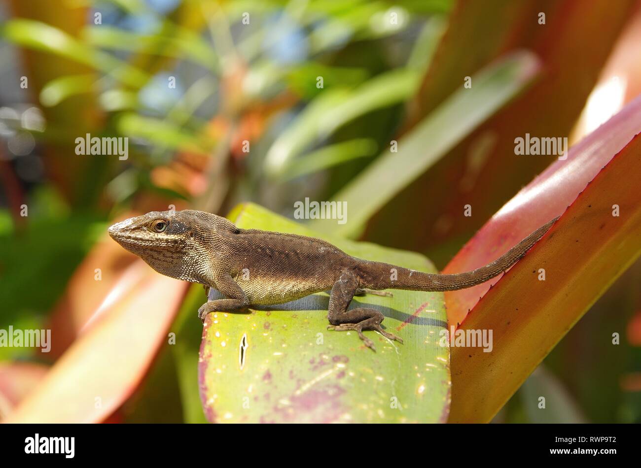 Marrone Anole Hawaii Foto Stock