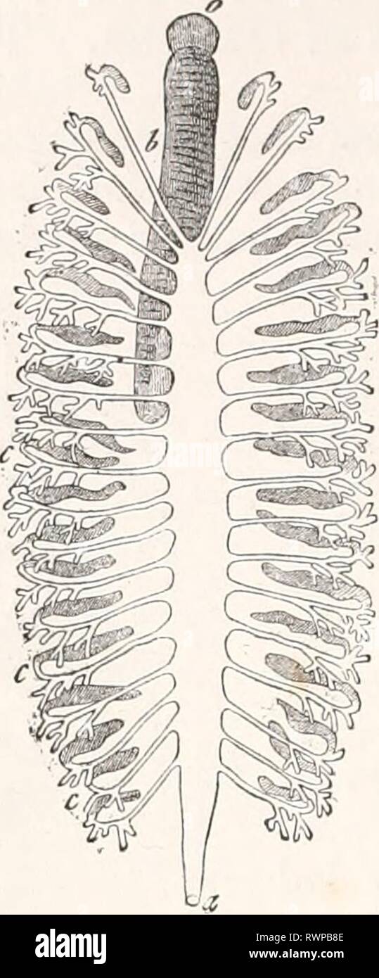 Elementi di anatomia comparata (1878) Elementi di anatomia comparata elementsofcompar00gege Anno: 1878 162 Anatomia Comparata. posizione dell'ano, mentre il Sipunculidae sembrano differire di più da loro. Ma questa posizione dell'ano è davvero solo un ulteriore sviluppo della dorsale che posi- zione che si presenta in molti del Vermes, e non pregiudica in alcun modo l'omologia delle loro enteron con quello degli altri membri di questo gruppo. 1 QO IOji Fig. 73. En- teric canal di sanguisuga. o (esofago, c coppia posteriore di ca^ca. un ano. Fig. 74. Canale enterico di Afrodite, o un- terior porti Foto Stock