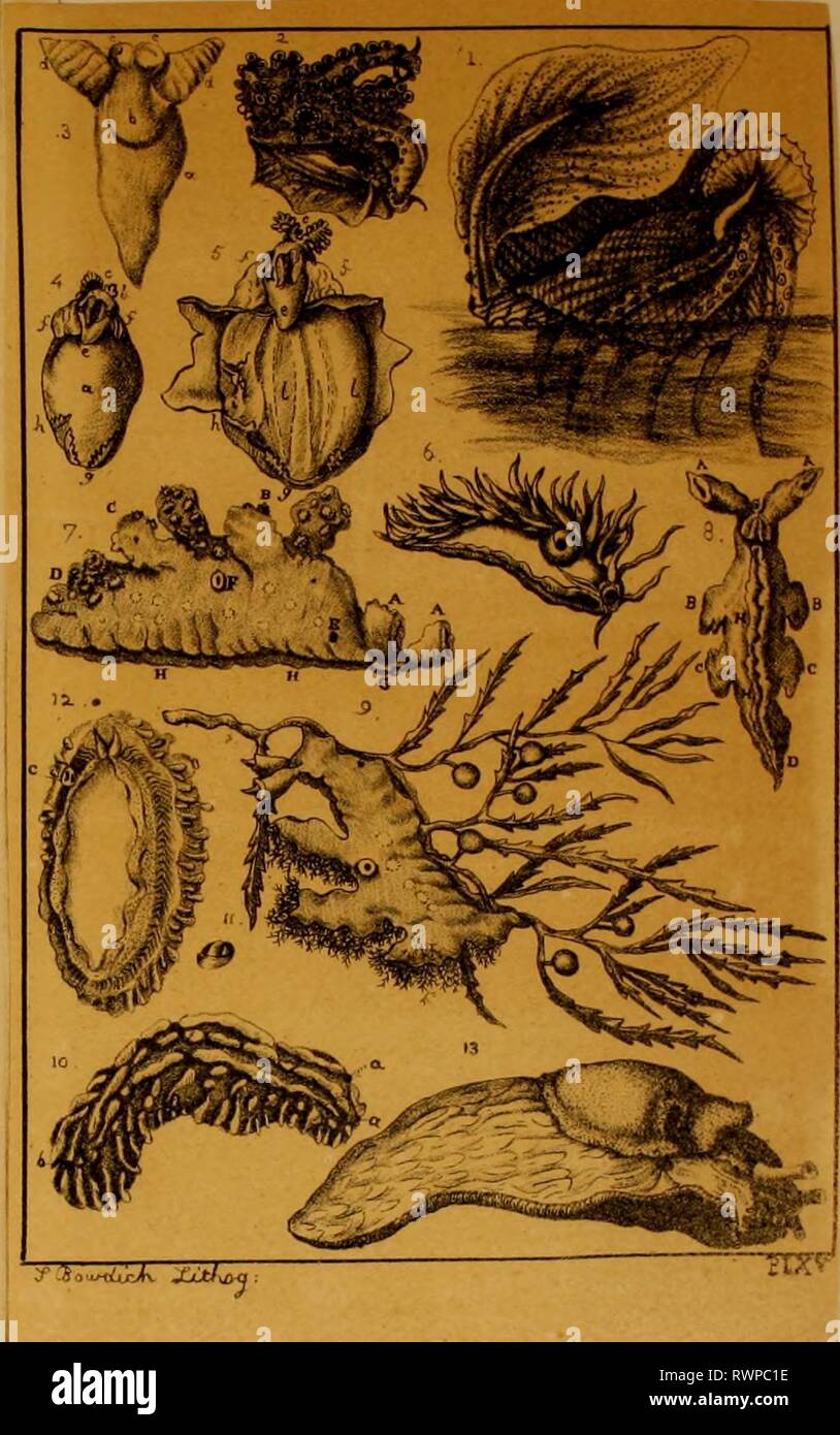 Elementi di conchology, compresi gli elementi di conchology, compresi i generi di fossili e animali elementsofconcho01bowd Anno: 1822 Scylhea pelagica visto sul lato della pancia. Scyllaia pelagica sospesa ad un ramo del Fucus nutans. Phyllidia trilineata visto sul lato superiore. aa. Le tacche per la tomaia tentacula. b. .. Dell'ano. Un tentaculum superiore ingrandita. Phyllidia trilineata visibili sotto. aa. L'inferiore tentacula, tra i quali è la bocca. b. .. Branchia? Di lato sinistro. c. .. L'orifizio di generazione. Un Umax visto sul lato destro, la metà tentacula de Foto Stock