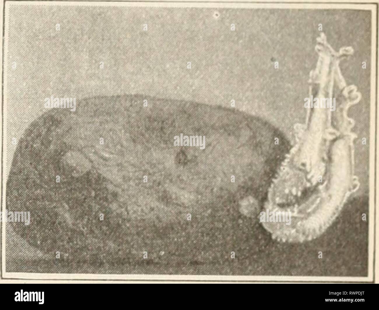 Elementi di biologia; un elementi pratici della biologia; un testo pratico-prenota la correlazione di botanica, zoologia e fisiologia umana elementsofbiolog00hunt Anno: [c1907] boccioli e steli 119 un tubero. Nota i gambi crescono da gli occhi in corrispondenza di una estremità.- ^^^y^l^^ ^ ^^^^?. patata./ avviso i marchi o gli occhi sulla sua superficie. Trovare un po' di proiezione withm ciascun occhio. Questa è una gemma. Immediatamente al di sotto di esso troverete un tmy scala che rappresenta una foglia. In seguito vedremo che una gemma su uno stelo presenta sempre lo stesso rispetto ad una foglia come fa questo bud alla piccola scala. In altre parole, la posizione è la stessa Foto Stock