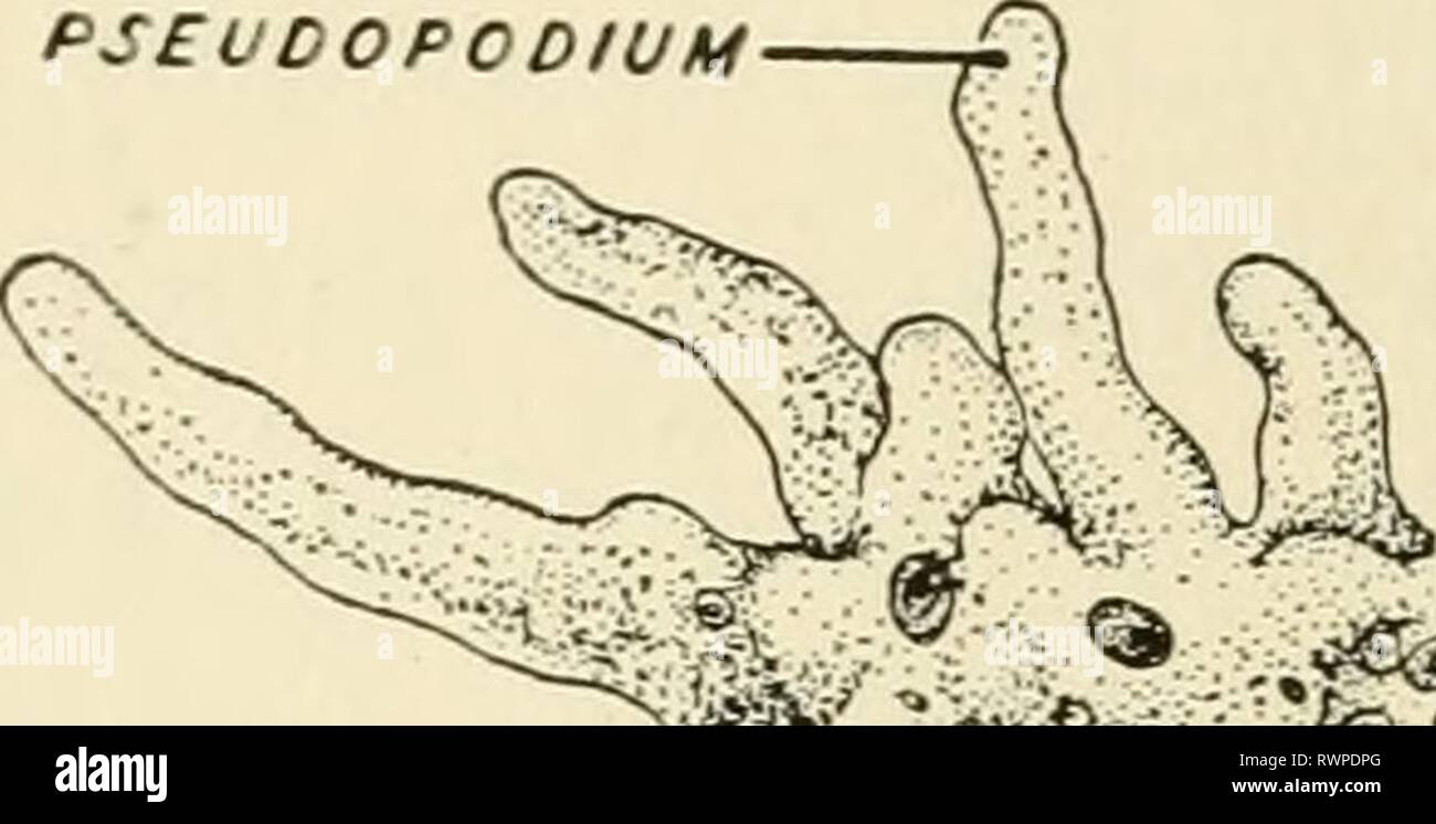 Elementi di biologia, con speciali elementi di biologia, con particolare riferimento al loro ruolo nella vita degli animali elementsofbiolog00buch Anno: 1933 98 ELEMENTI DI BIOLOGIA PROTOZOI PSEUDOPODIUM VACUOLO ALIMENTARE Foto Stock