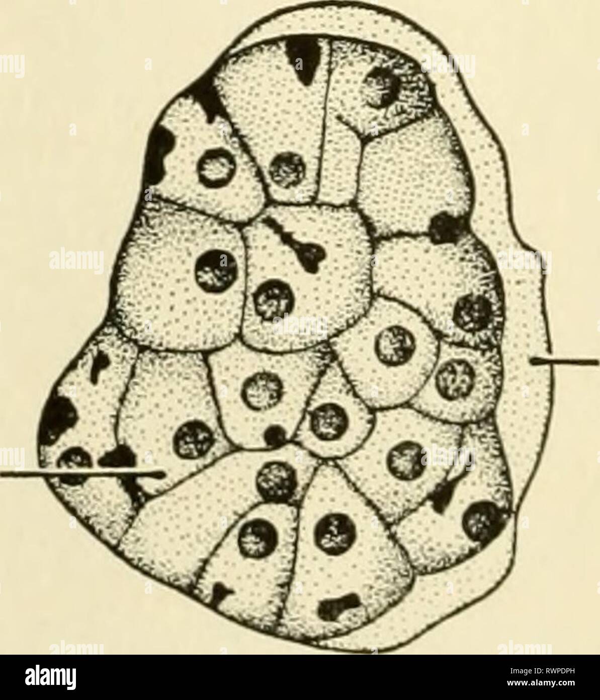 Elementi di biologia, con speciali elementi di biologia, con particolare riferimento al loro ruolo nella vita degli animali elementsofbiolog00buch Anno: 1933 SERBATOIO VACUOLO CONTRATTILE FLA6ELLUM MASTICOPHOPA- EUCLENA FIG. 30. INFUSORIA-PARAMOECIUM PLASMODIO RED corpuscoli del sangue FIG. 3/. SPOROZOA-Plasmodium (malaria) Figg. 28, 29, 30 e 31.-esempi delle quattro classi di protozoi. (Fiji. 29 da varie fonti; Fig. 31 ri-disegnati dopo Calkins: biologia, pubblicato da Henry Holt e Co.) Foto Stock