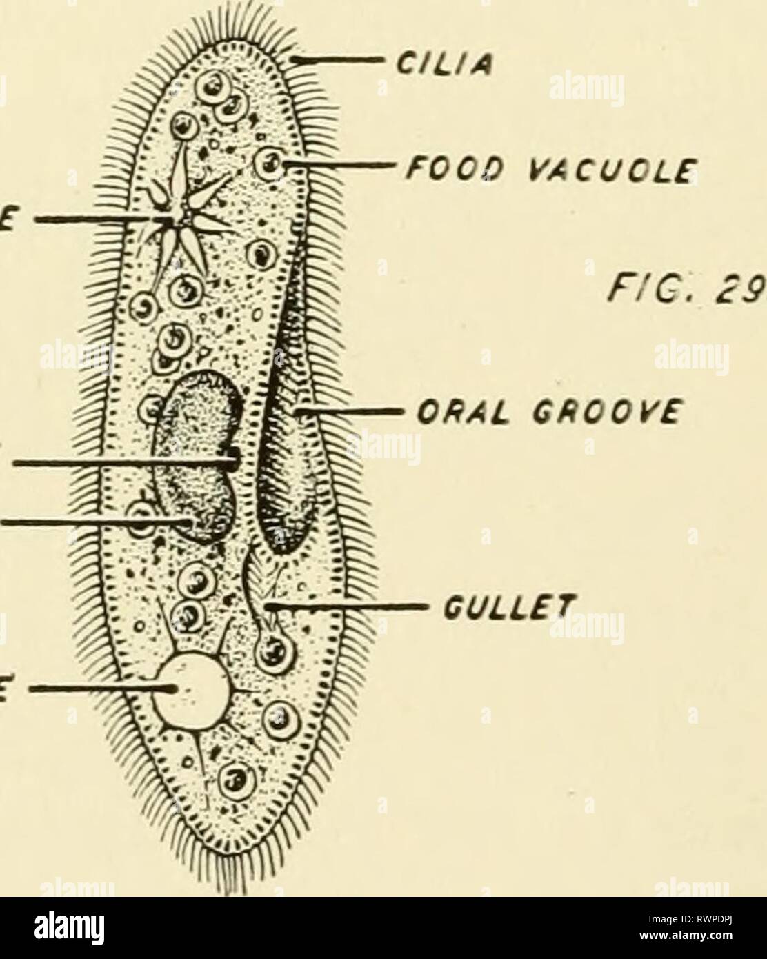 Elementi di biologia, con speciali elementi di biologia, con particolare riferimento al loro ruolo nella vita degli animali elementsofbiolog00buch Anno: 1933 VACUOLO CONTRATTILE NUCLEO FIG. 28. SARCODINA-ameba eye spot colore nucleo PLASriD CILIA VACUOLO CONTRATTILE UICRONUCLEUS ho UACRONUCLEUS VACUOLO CONTRATTILE Foto Stock