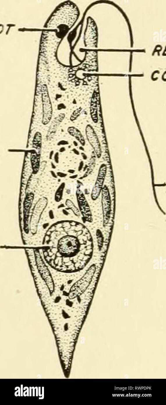 Elementi di biologia, con speciali elementi di biologia, con particolare riferimento al loro ruolo nella vita degli animali elementsofbiolog00buch Anno: 1933 SERBATOIO VACUOLO CONTRATTILE FLA6ELLUM MASTICOPHOPA- EUCLENA FIG. 30. INFUSORIA-PARAMOECIUM PLASMODIO Foto Stock